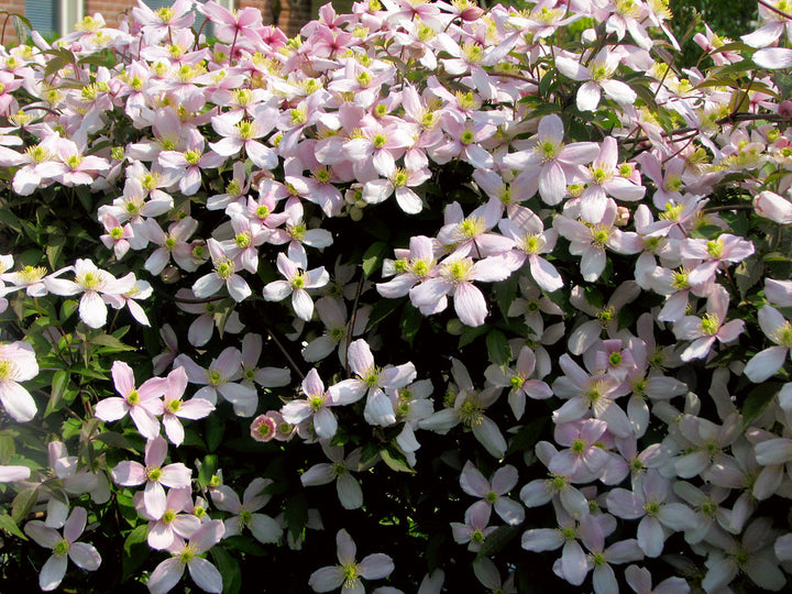 Clematis-montana-rubens-Flower-2