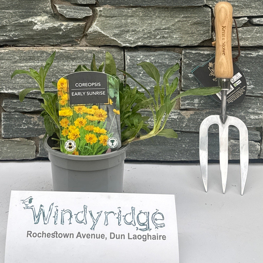 Coreopsis Early Sunrise - Herbaceous - Windyridge Garden Centre