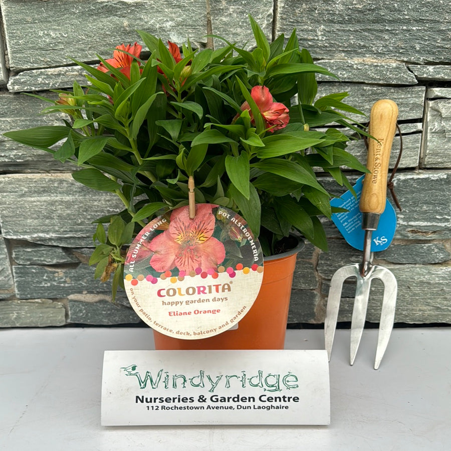 Alstroemeria Colorita Orange - Herbaceous - Windyridge Garden Centre