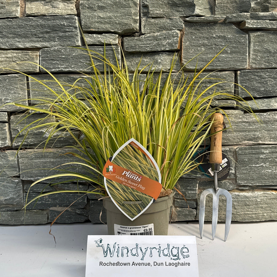 Acorus Ogon 2Lt - Herbaceous - Windyridge Garden Centre