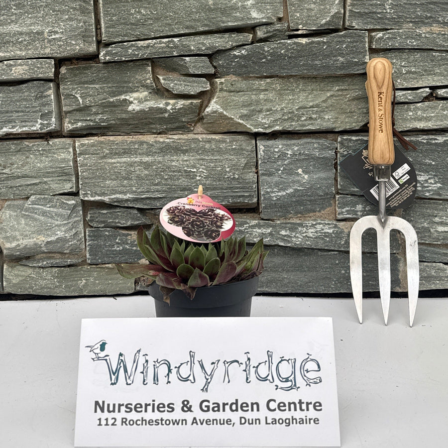 Sempervivum 'ChickCh' mix - Bedding - Windyridge Garden Centre
