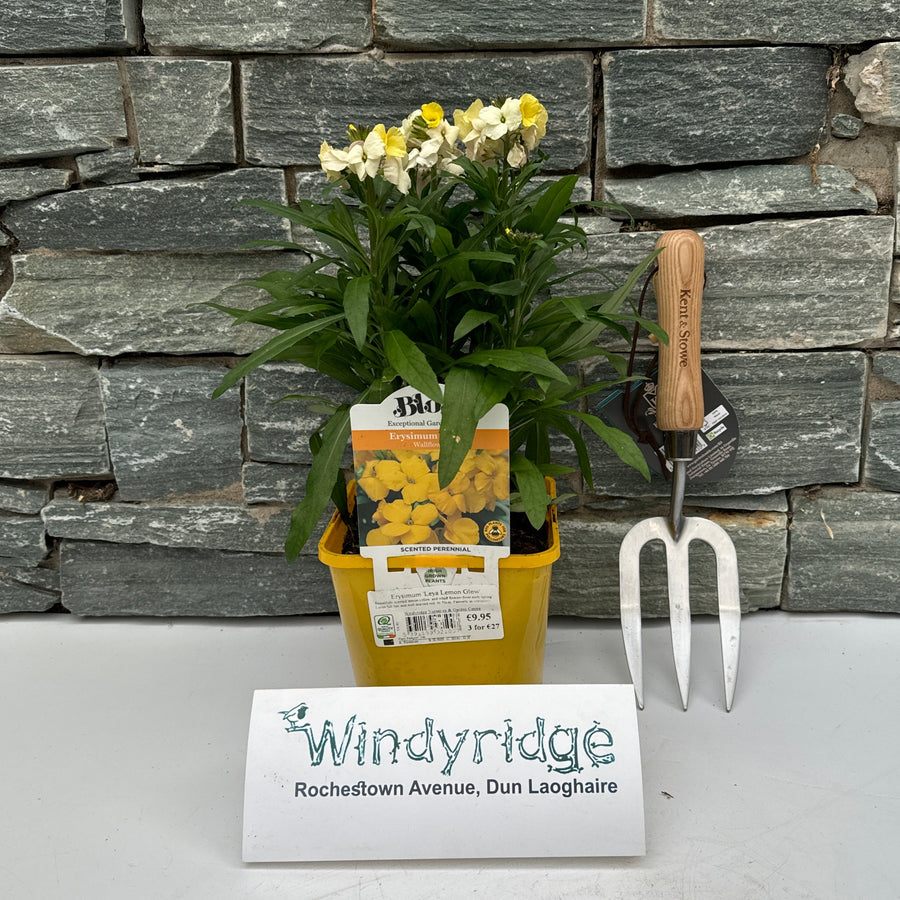 Erysimum Leya Lemon Glow - Herbaceous - Windyridge Garden Centre