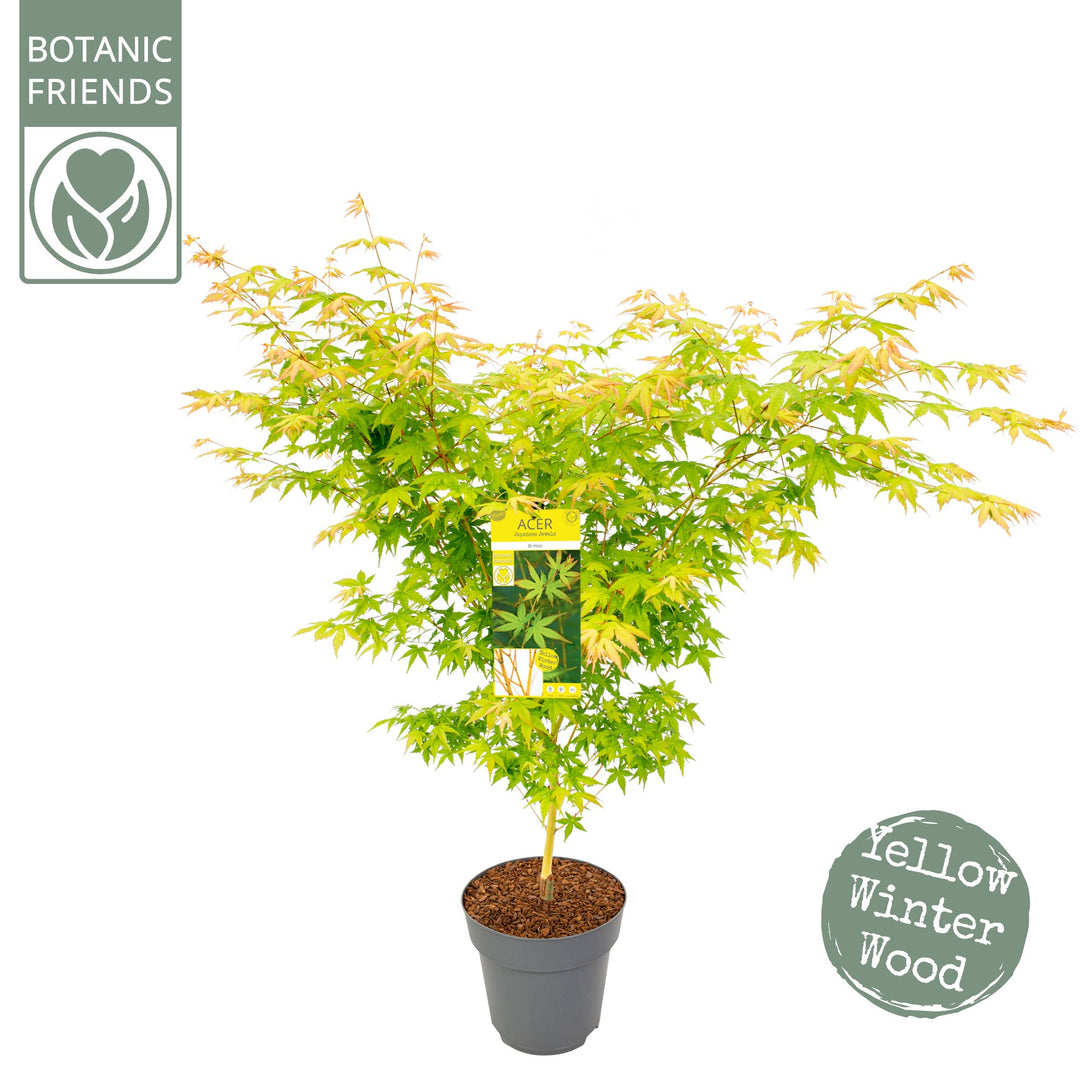 Acer Palm. Bi Hoo - Trees - Windyridge Garden Centre