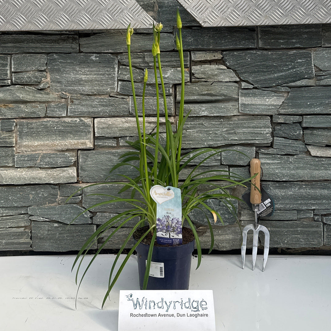 Agapanthus 'Amourette Blue' 40-60 Cm. - Herbaceous - Windyridge Garden Centre