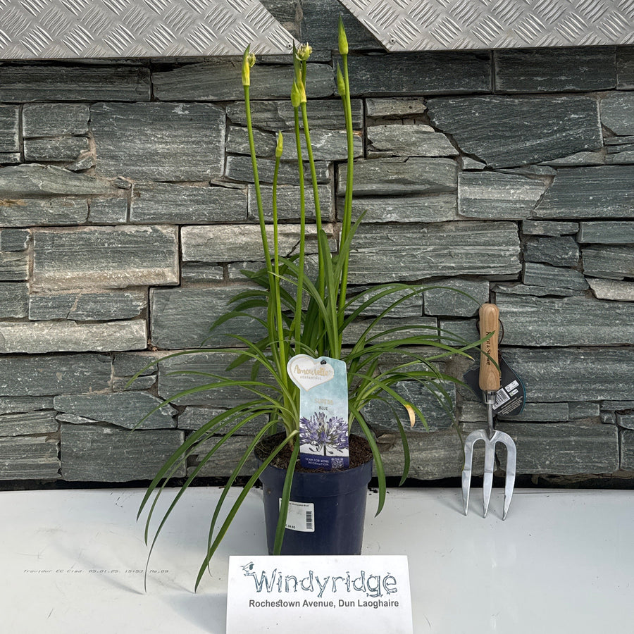 Agapanthus 'Amourette Blue' 40-60 Cm. - Herbaceous - Windyridge Garden Centre