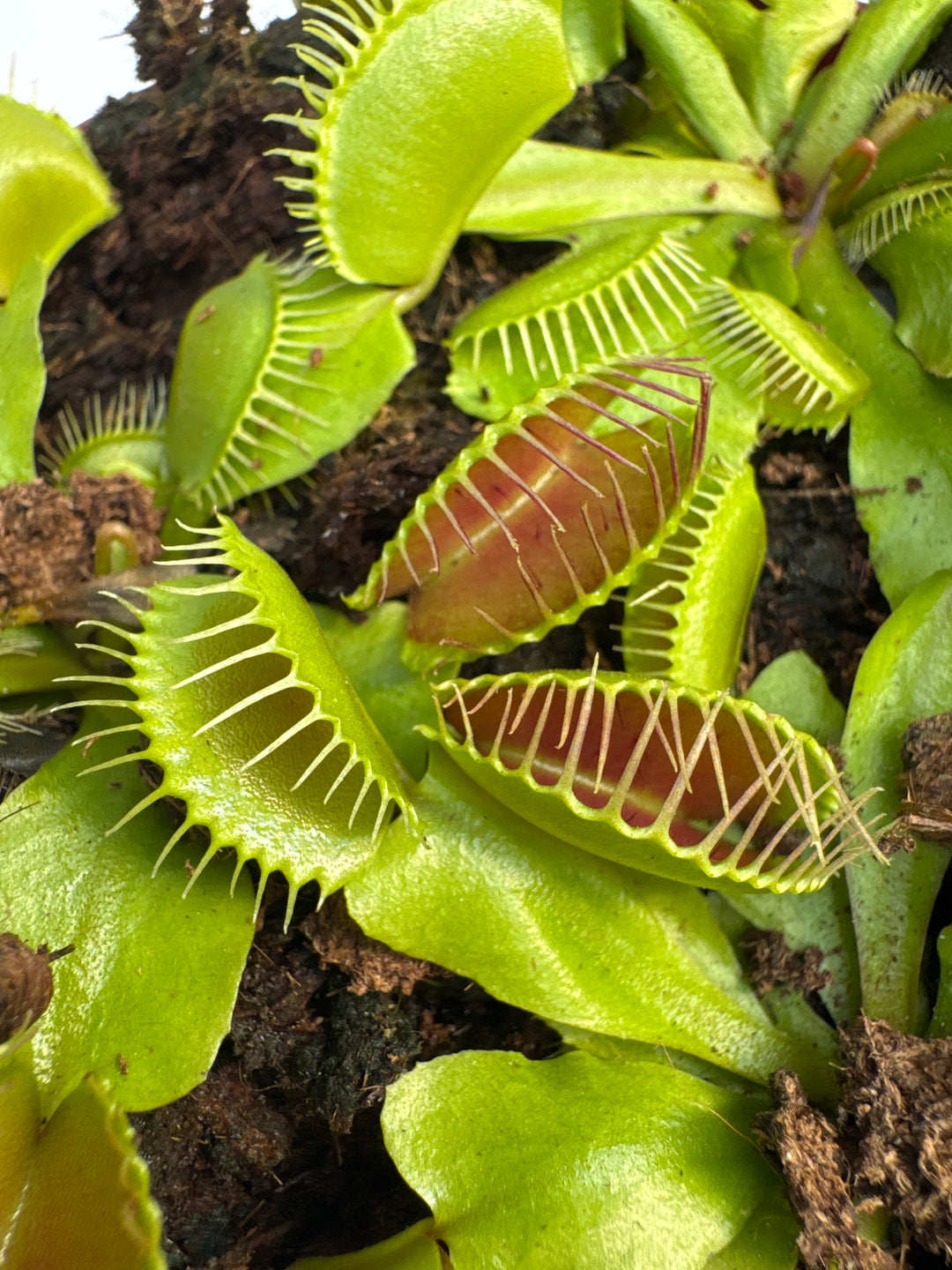 Dionaea muscipula 12 cm