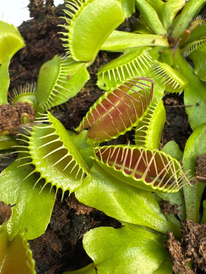 Dionaea muscipula 12 cm