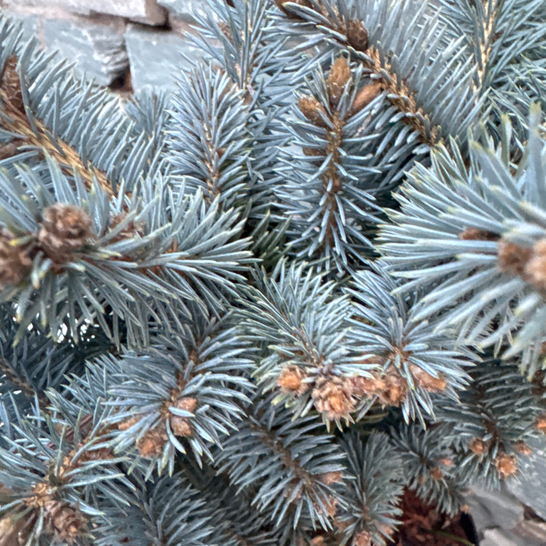 Picea pungens Glauca Globosa  20-25 CM C5