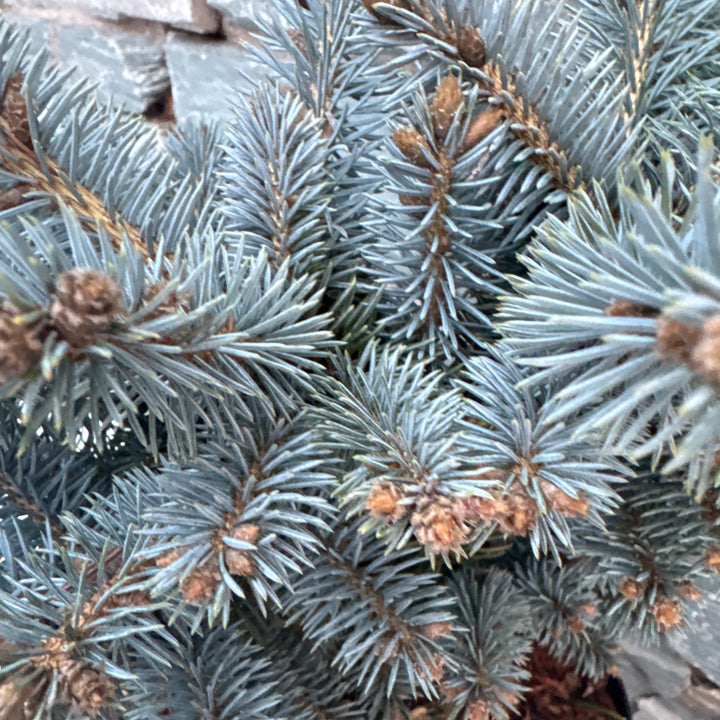 Picea pungens Glauca Globosa  20-25 CM C5