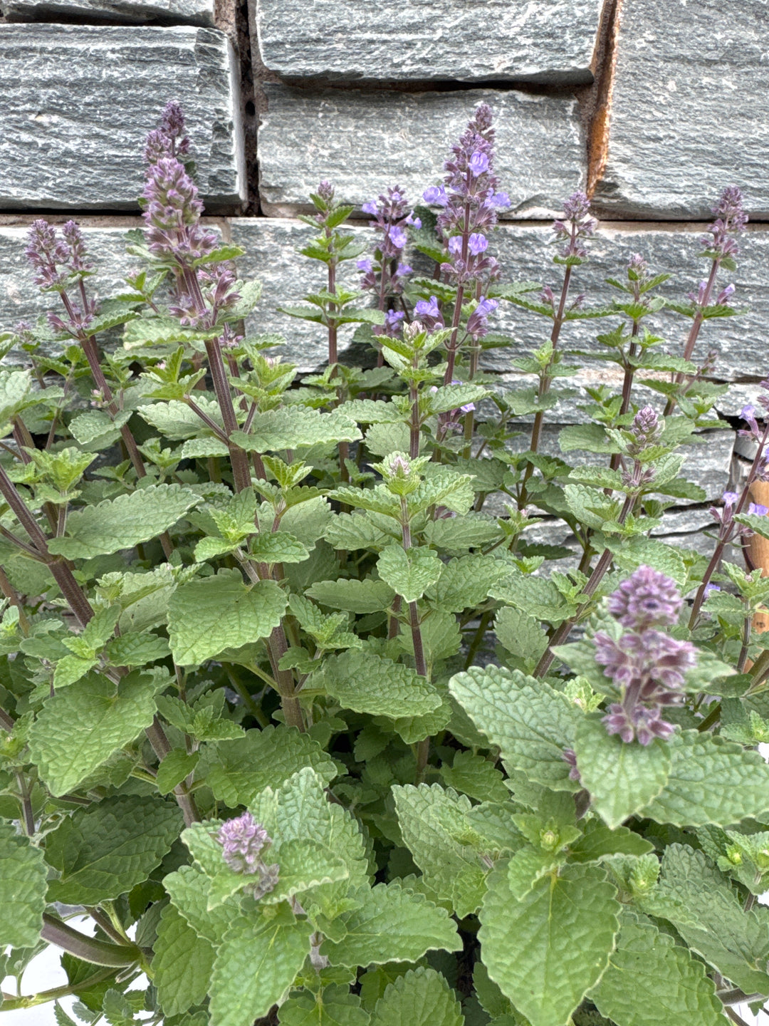 Nepeta Purrsian Blue 5 Ltr