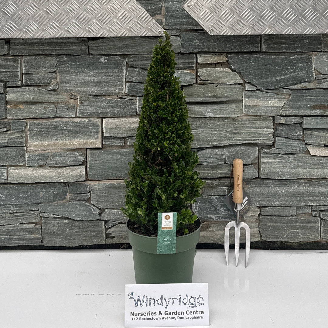 Ilex cren. 'Jenny' 55/+ cm P21