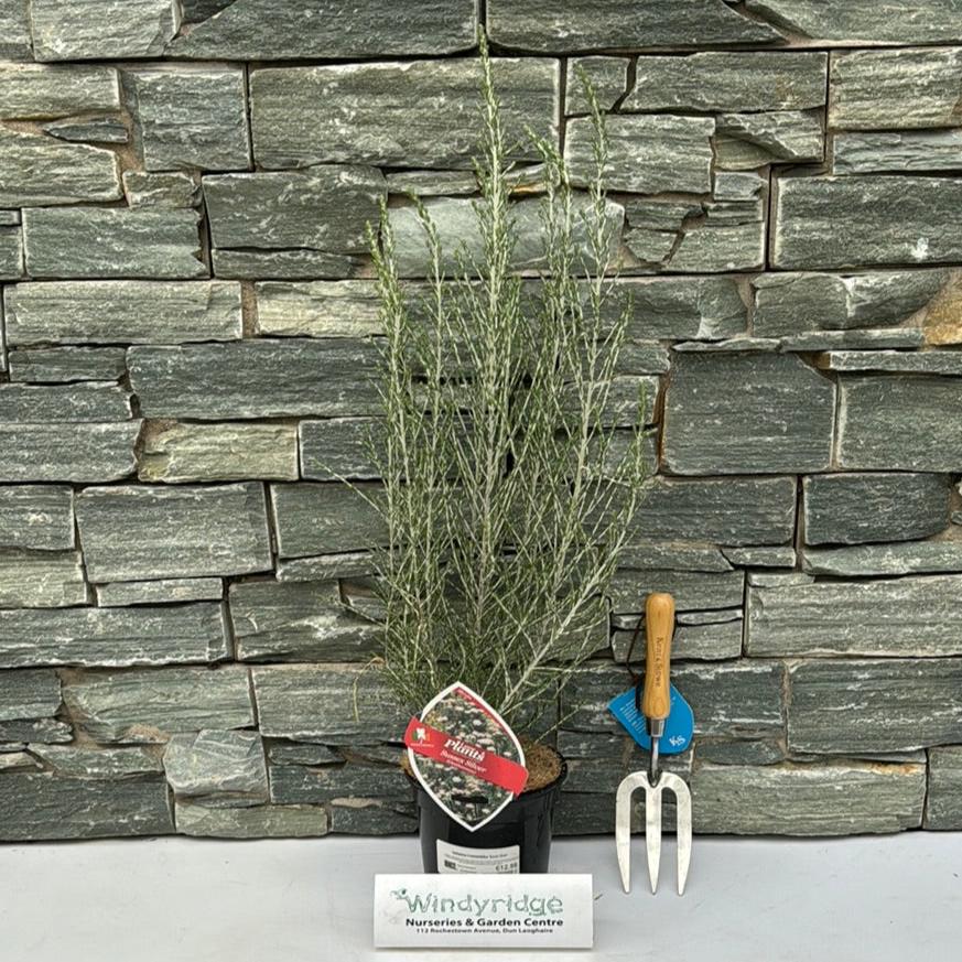 Ozothamnus Sussex Silver - Shrubs - Windyridge Garden Centre