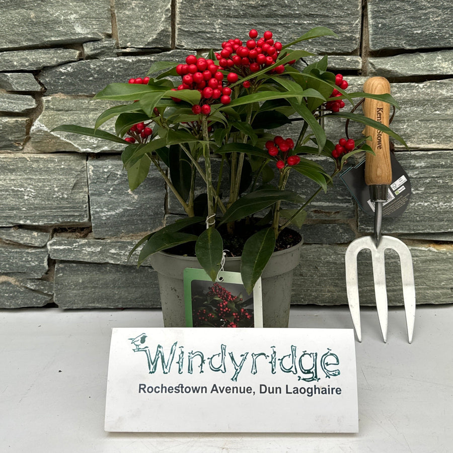 Skimmia J. Reev Janne - Shrubs - Windyridge Garden Centre