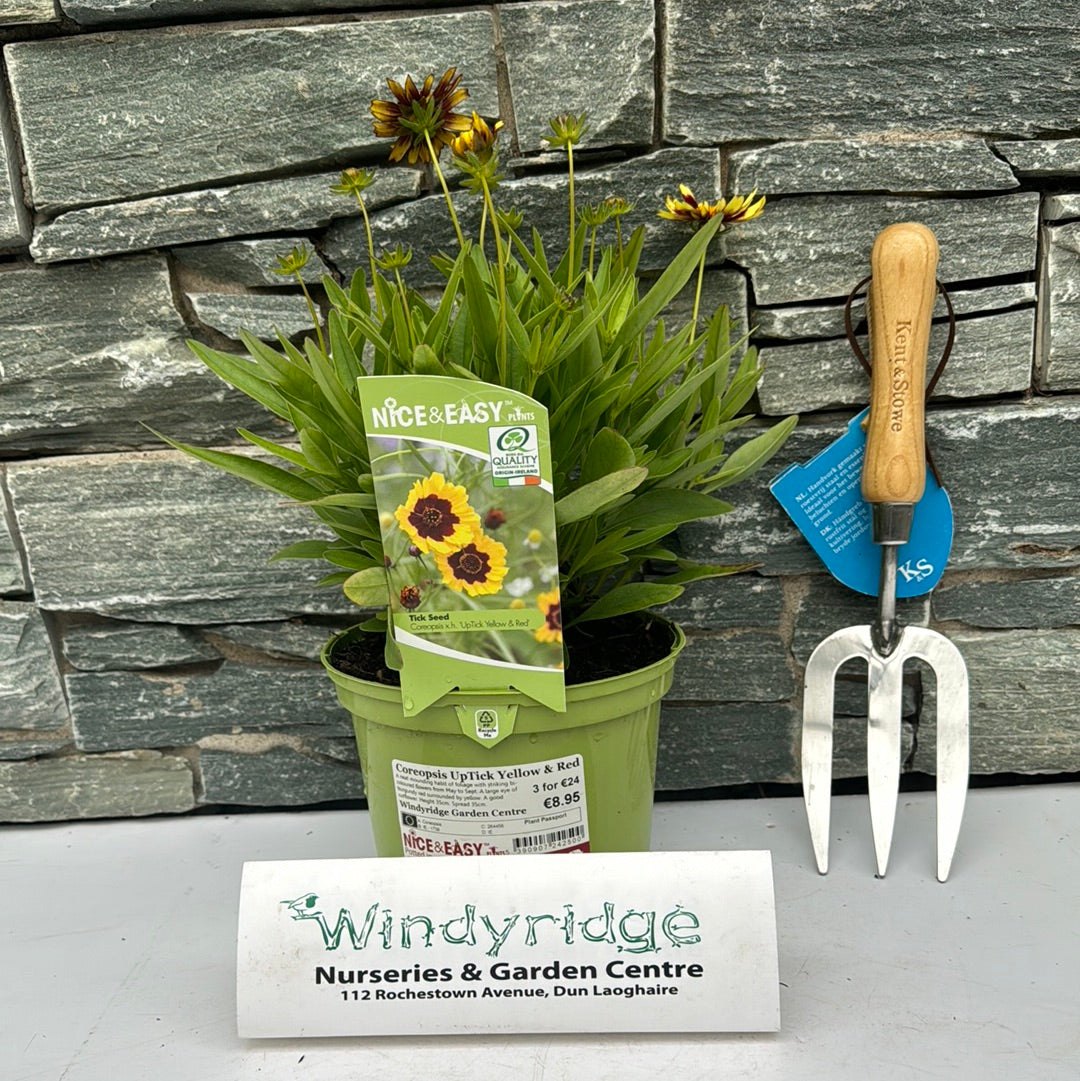 Tickseed (Coreopsis UpTick Yellow And Red)