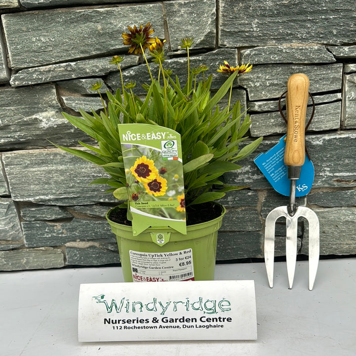 Tickseed (Coreopsis UpTick Yellow And Red)