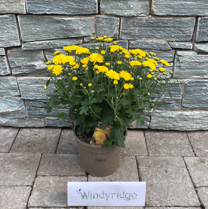 Chrysanthemum- Herbaceous - Windy Ridge Garden Centre