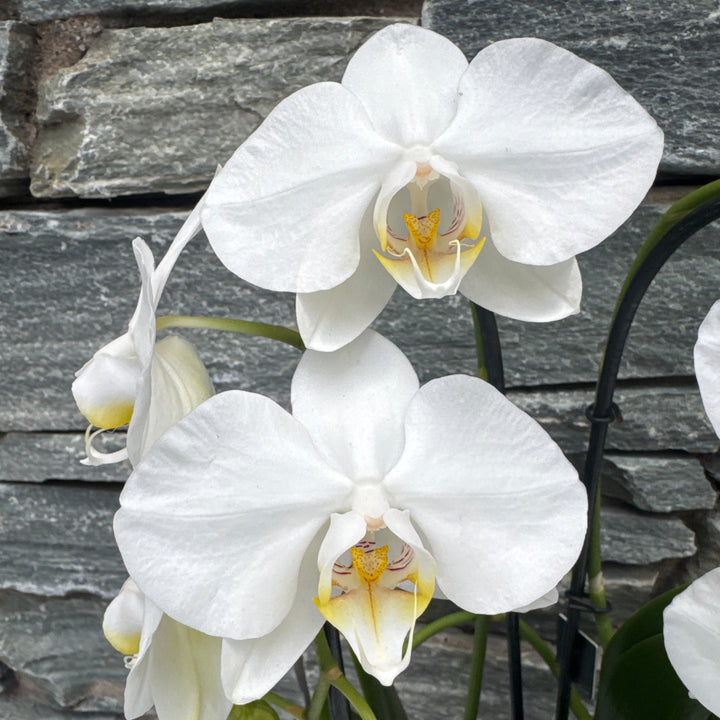 Phalaenopsis white Twirl