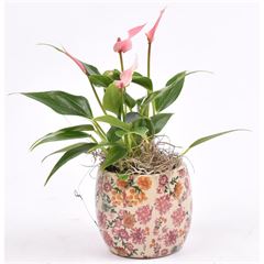 Arr.    plants  L% 9cm