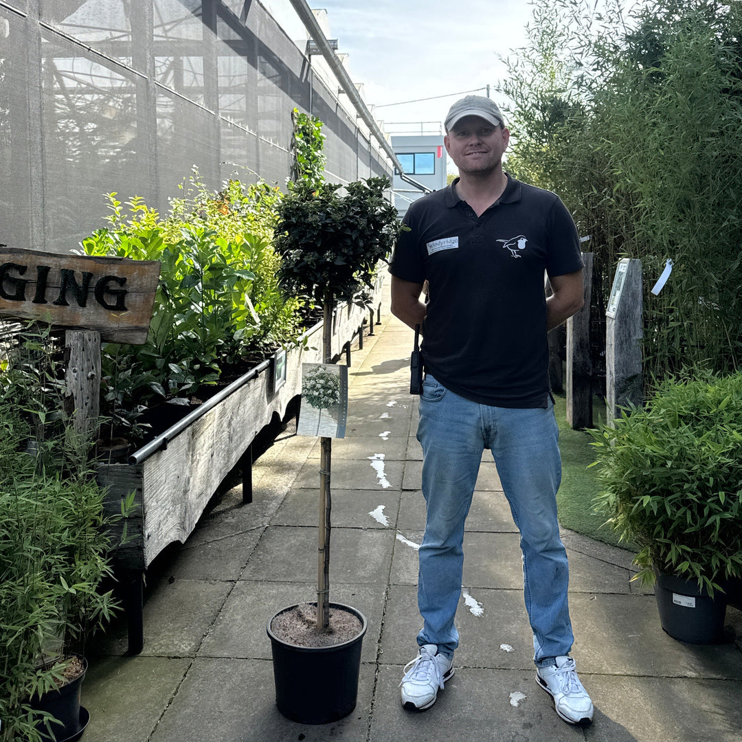 Viburnum tinus Stem 100 cm. C12