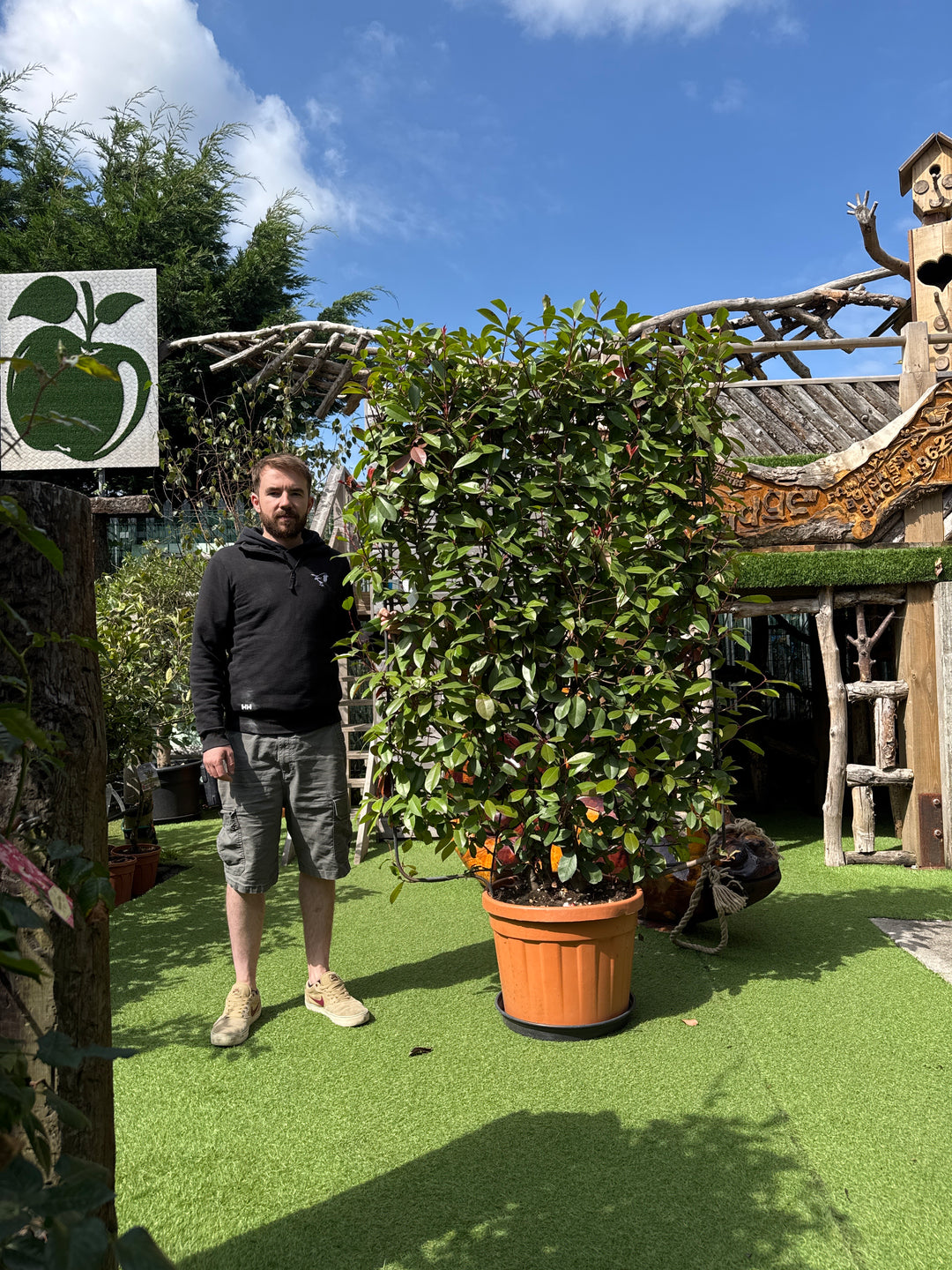 PHOTINIA SERR. RED ROBIN CLT 45      SPALLIERA IN METALLO H 140 X L 100 CM