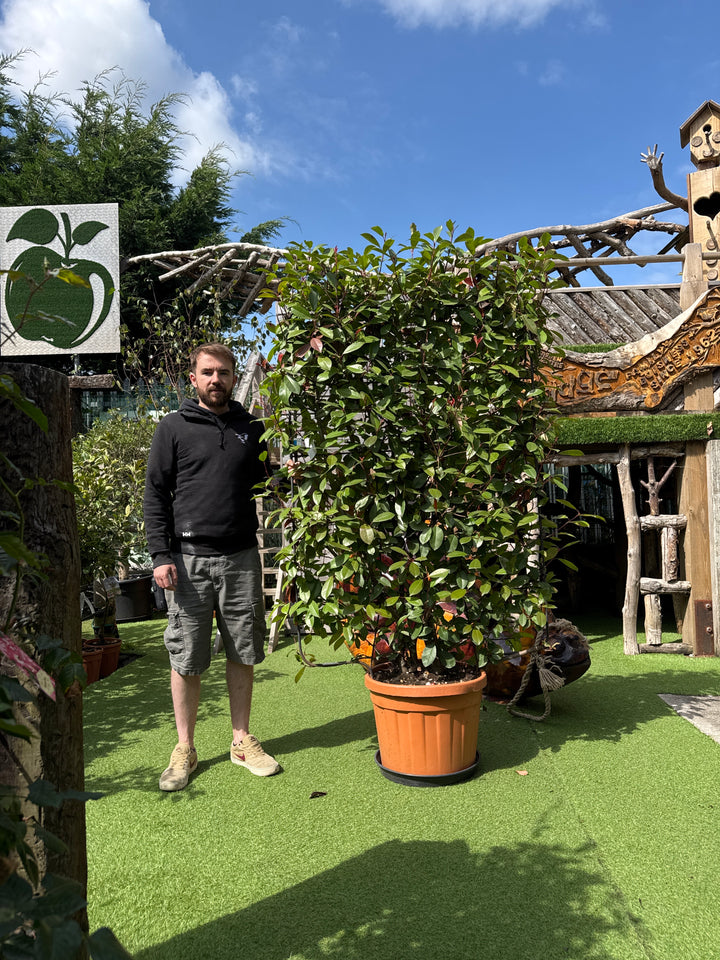 PHOTINIA SERR. RED ROBIN CLT 45      SPALLIERA IN METALLO H 140 X L 100 CM
