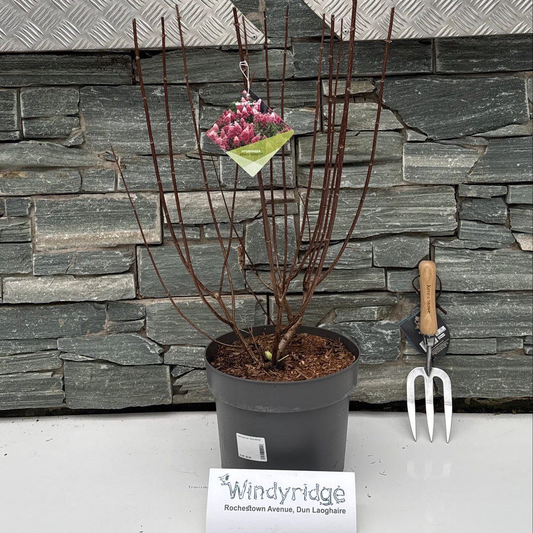 Hydrangea Pan. 'Pinky Winky' 40-50 Cm. - Shrubs - Windyridge Garden Centre