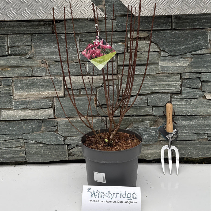 Hydrangea Pan. 'Pinky Winky' 40-50 Cm. - Shrubs - Windyridge Garden Centre