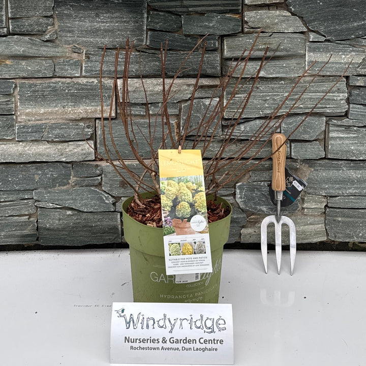 Decorative stone wall and a green plant pot.