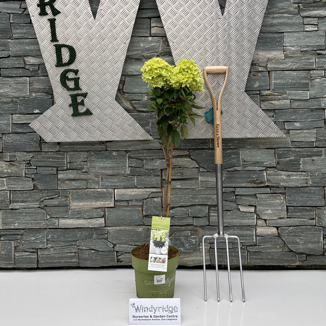Hydrangea pan. Hydrangea Paniculata Gardenlight stem 'IMPORT Mix' 23 cm