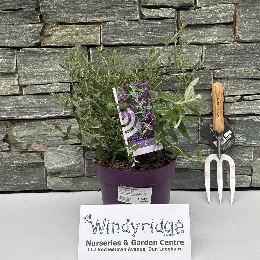 Buddleja alter. 'Unique'® - Shrubs - Windyridge Garden Centre