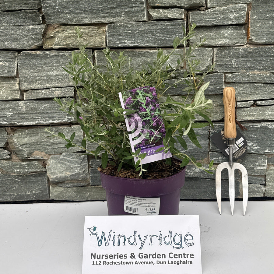 Buddleja alter. 'Unique'® - Shrubs - Windyridge Garden Centre