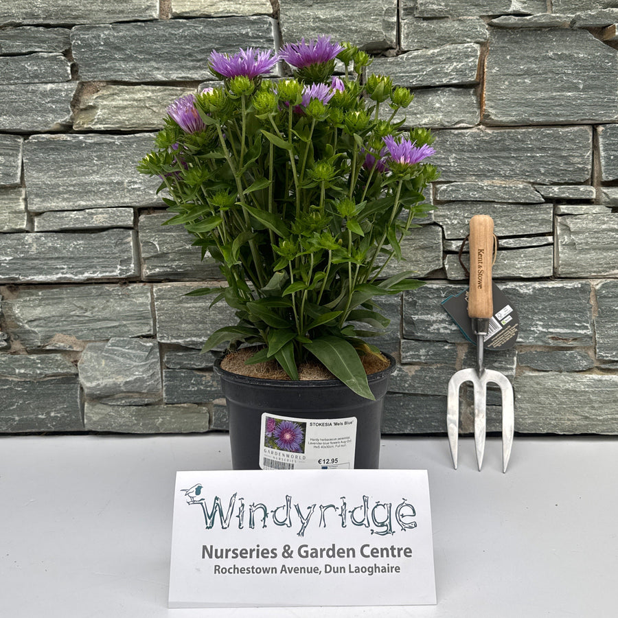 Stokesia Mels Blue - Herbaceous - Windyridge Garden Centre