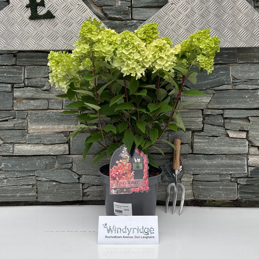 HYDRANGEA pan. Pinky Winky