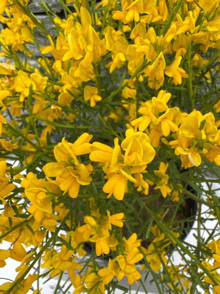 GENISTA lydia