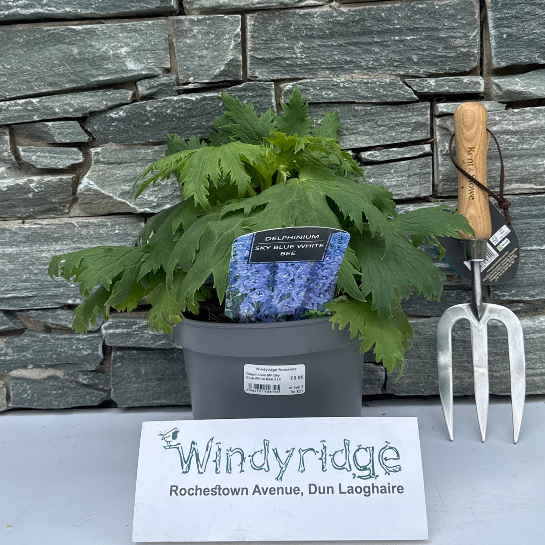Delphinium MF Sky Blue White Bee 3 Ltr