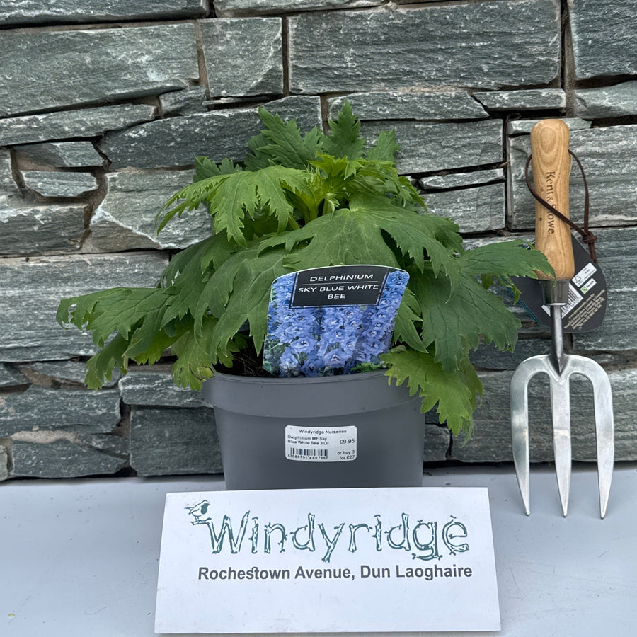 Delphinium Mf Sky Blue White Bee 3 Ltr - Herbaceous - Windyridge Garden Centre