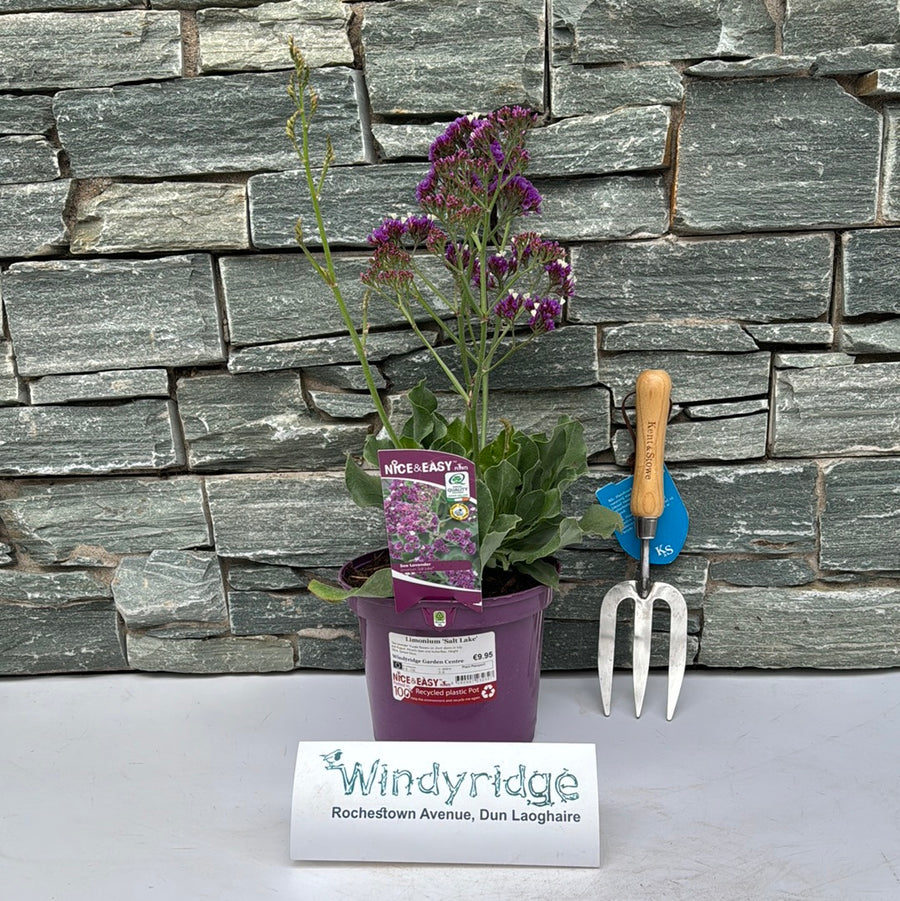 Sea Lavender (Limonium Salt Lake) - Herbaceous - Windyridge Garden Centre