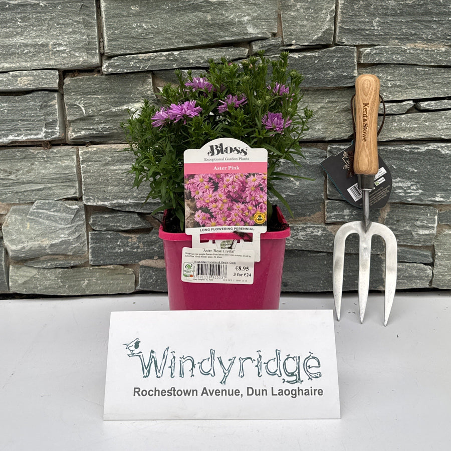 Aster Rose Crystal - Herbaceous - Windyridge Garden Centre