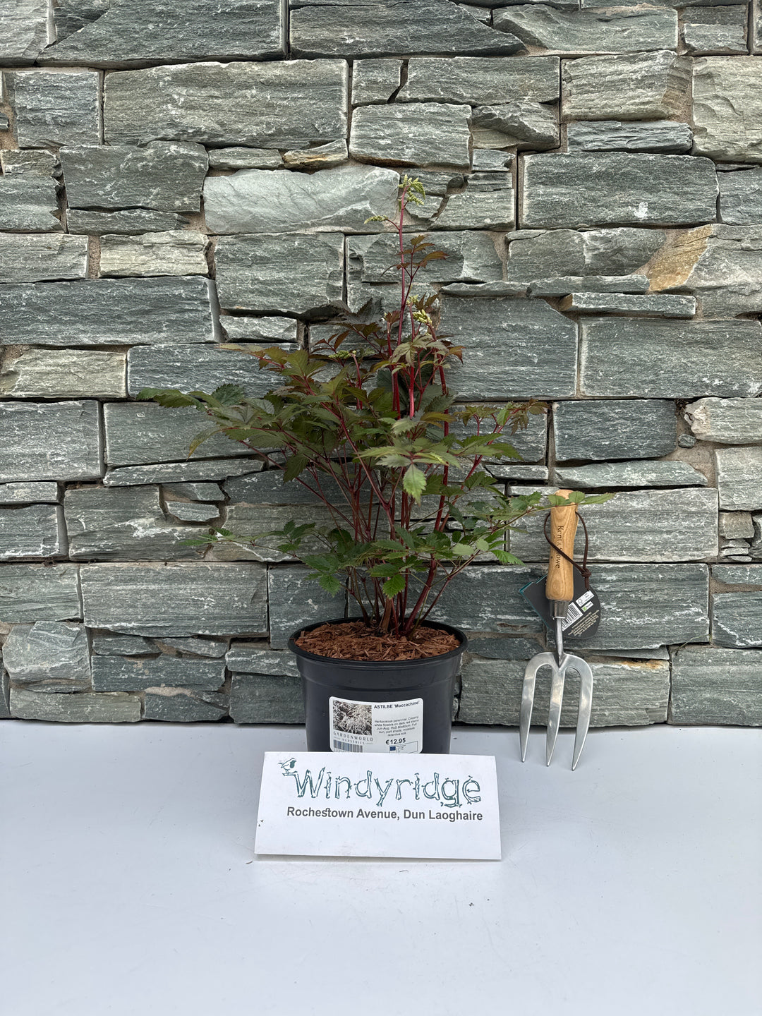 ASTILBE Moccachino