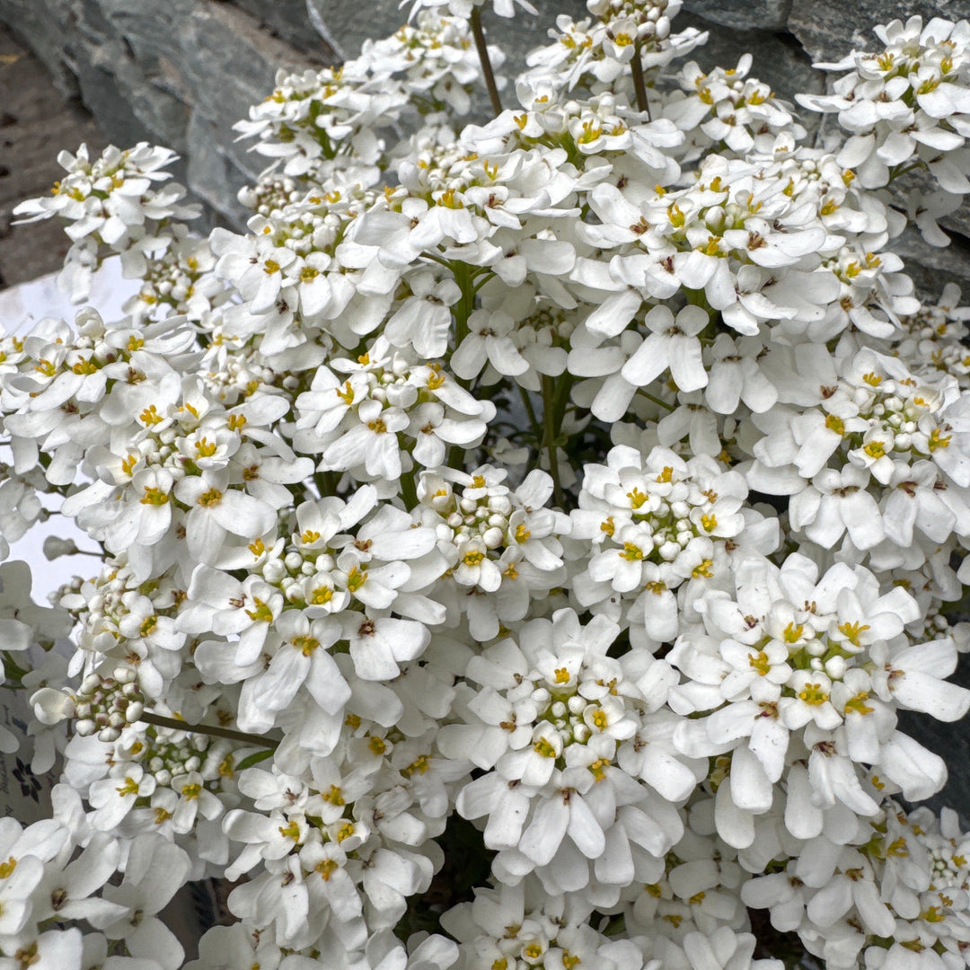 Iberis Sempervirens