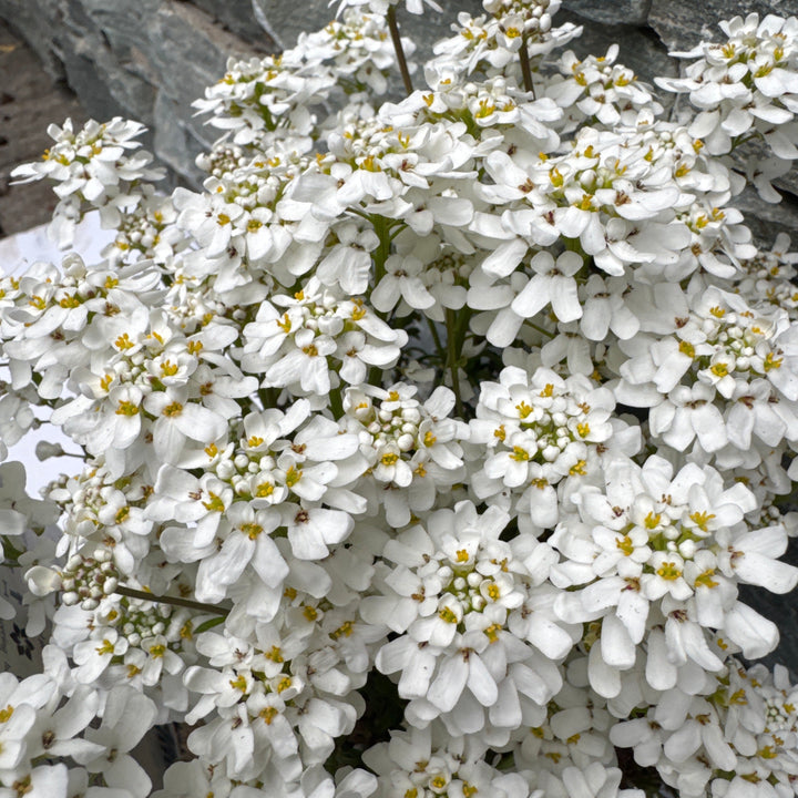 Iberis Sempervirens