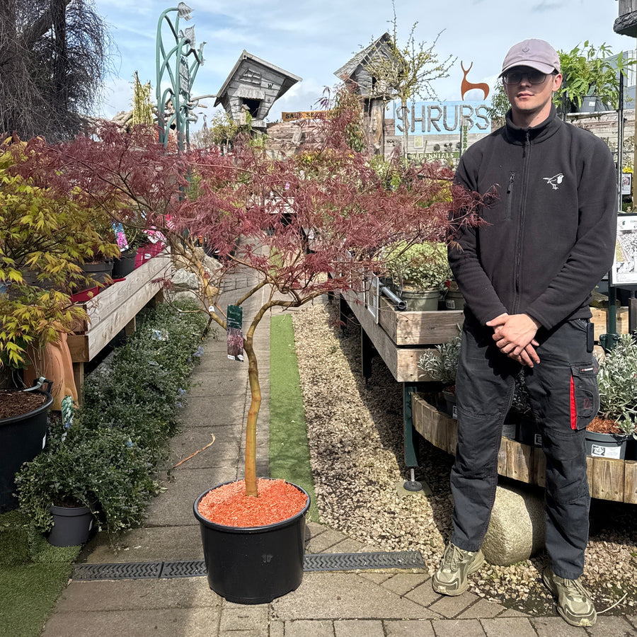 Acer Palmatum Dissectum Inaba-Shidare - Trees - Windyridge Garden Centre
