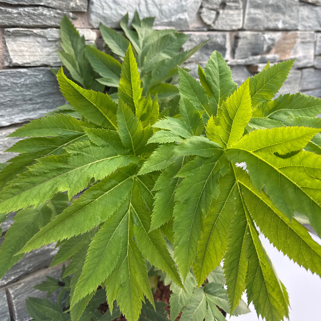 ANGELICA gigas