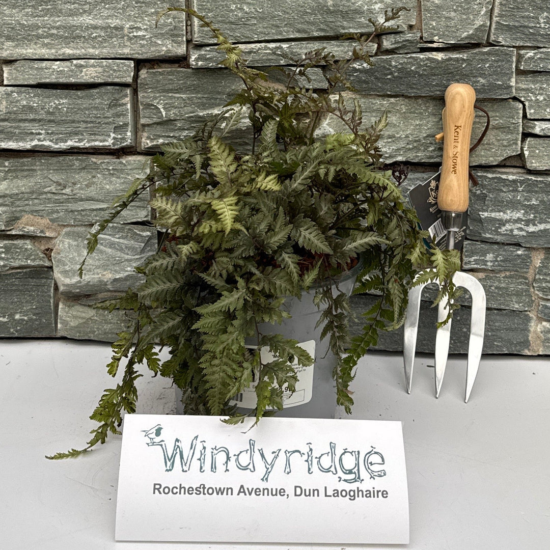 Athyrium Nip. 'Metallicum' - Herbaceous - Windyridge Garden Centre