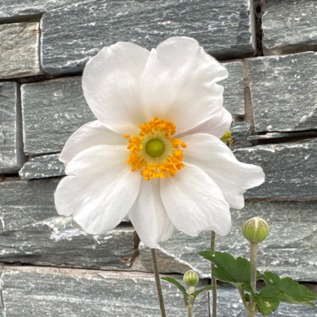 Anemone Honorine Jobert