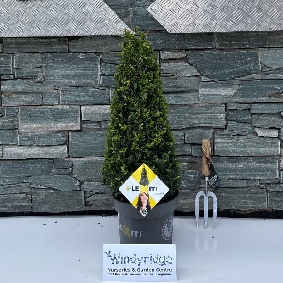 Ilex crenata 'Dark Green'® - Standard Trees and Topiary - Windyridge Garden Centre