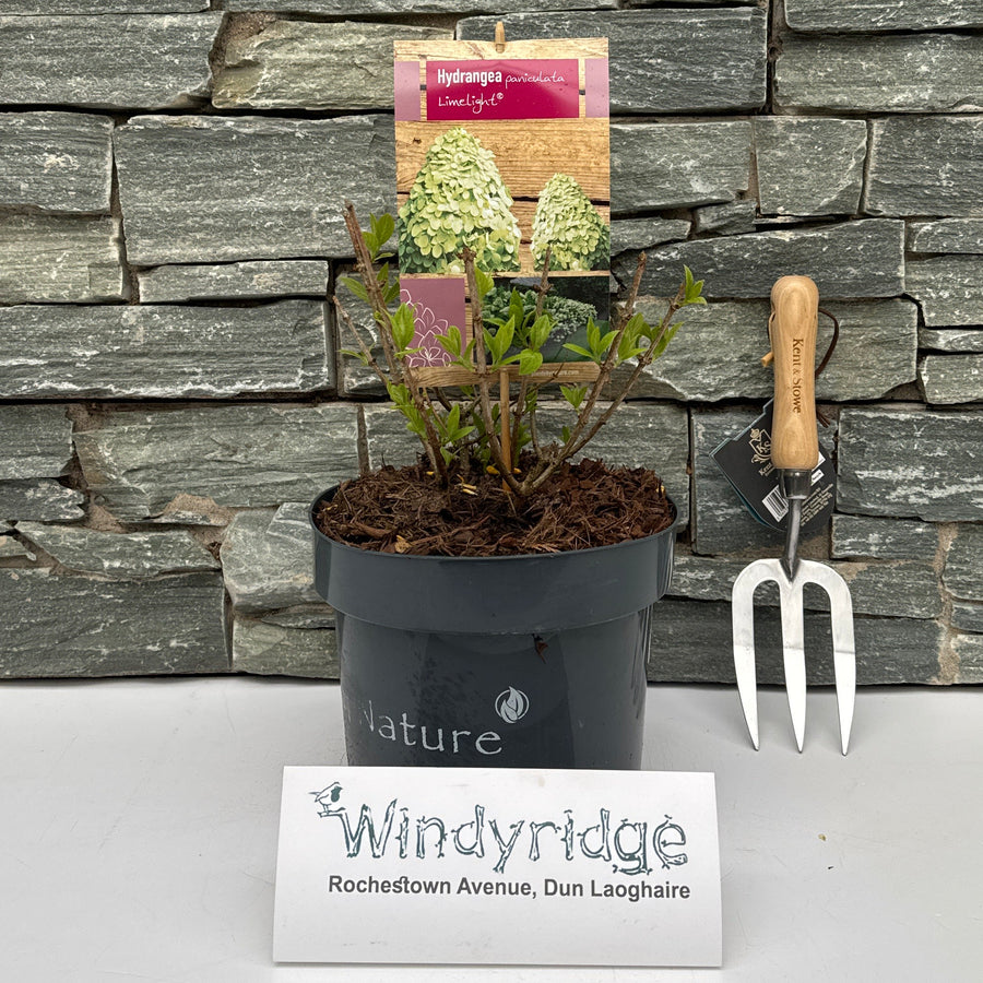 Hydrangea Pan. Limelight / 30-40 Cm C5 - Shrubs - Windyridge Garden Centre