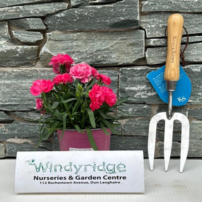 Dianthus Car. Oscar Light Pink / P12 - Bedding - Windyridge Garden Centre