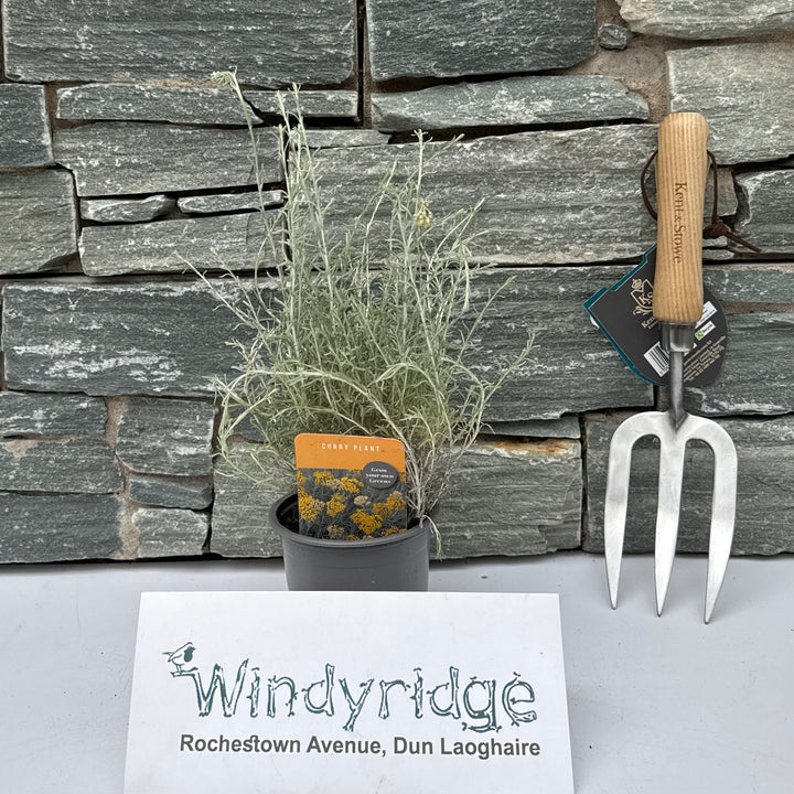Herb Curry Plant 10.5Cm - Grow Your Own - Windyridge Garden Centre