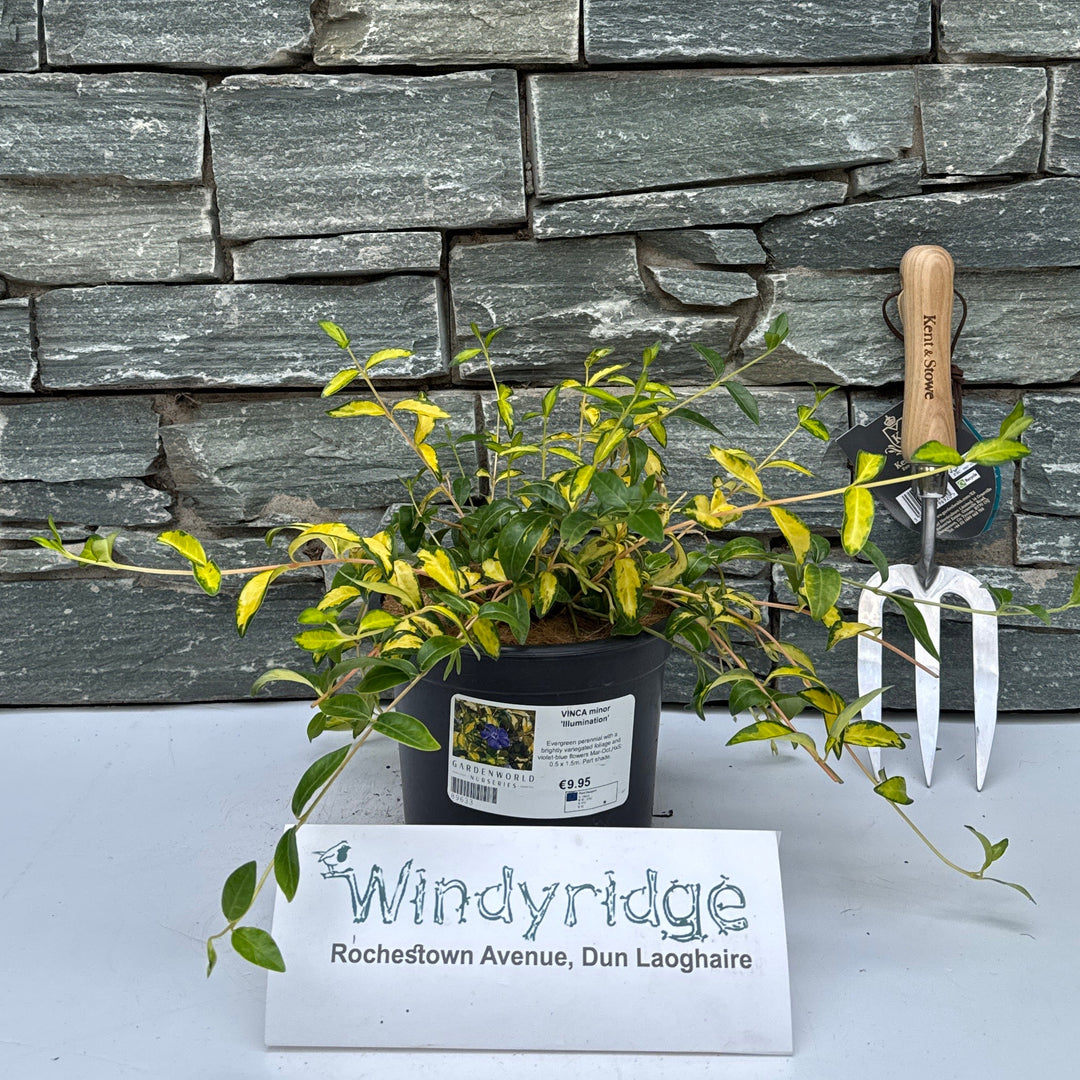 VINCA minor 'Illumination' 2L - Herbaceous - Windyridge Garden Centre